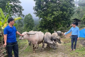 Mô hình nuôi trâu sinh sản mang lại thu nhập ổn định cho gia đình anh Hoàng Văn Việt, thôn Nậm Khương, xã Khuôn Lùng. (Ảnh: Hồng Nhung)