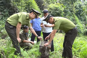 Lực lượng chức năng tiến hành thả cá thể Cu li nhỏ quý hiếm về rừng.