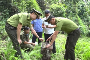 Lực lượng chức năng tiến hành thả cá thể Cu li nhỏ quý hiếm về rừng.