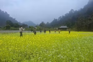 Cánh đồng hoa cải thơ mộng thu hút những bước chân du Xuân.