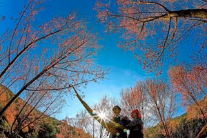 Khèn Mông và hoa Tớ dày là những nét văn hóa đặc trưng của huyện Mù Cang Chải, tỉnh Yên Bái. (Ảnh: Thanh Miền)