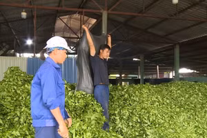 Bên trong nhà máy chế biến chè của HTX sản xuất và dịch vụ Hải Đăng.