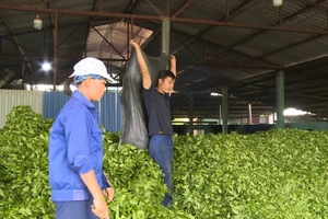 Bên trong nhà máy chế biến chè của HTX sản xuất và dịch vụ Hải Đăng.