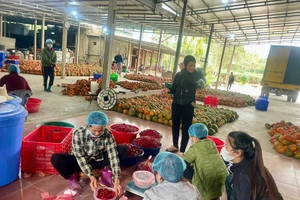 HTX Chung Tín của anh Đoàn Văn Chung tạo việc làm thường xuyên cho 7 lao động với mức lương ổn định 8 triệu đồng/tháng. 