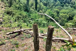 Những cây gỗ bị chặt phá tại Vườn Quốc gia Xuân Sơn. Ảnh CA Phú Thọ.