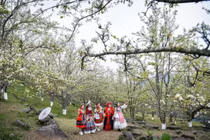 Lễ hội hoa lê Hồng Thái kéo dài từ 28/2 - 10/3/2026.