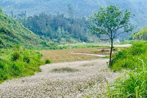 Tháng 4 rực rỡ hoa tam giác mạch tại Phố Bảng.