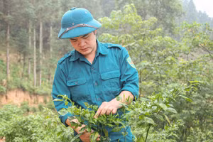 Anh Hà Văn Ngọc, Giám đốc HTX Dịch vụ Nông nghiệp tổng hợp Thanh Niên, xã Yên Minh chăm sóc vườn ớt gió. (Ảnh: Vũ Mừng)