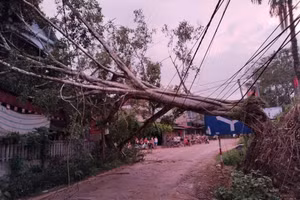 Trận mưa dông và gió lốc quật ngã cây bên đường.