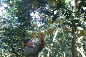 Ông Nguyễn Duy Thuỵ, thôn Đội Bình, xã Nhữ Khê, Tuyên Quang thu hoạch bưởi vàng. (Ảnh: Mùa Xuân)