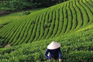 Diện tích chè của gia đình ông Bàn Văn Hạnh được trồng và chăm sóc theo hướng VietGAP.