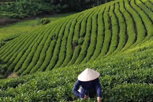 Diện tích chè của gia đình ông Bàn Văn Hạnh được trồng và chăm sóc theo hướng VietGAP.