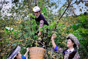 Huyện Mù Cang Chải hoãn tổ chức lễ hội Sơn Tra lần thứ nhất để phòng tránh bão.