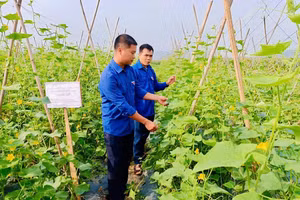 Mô hình trồng rau, củ, quả của đoàn viên Bùi Trường Linh và Nguyễn Văn Công, xã Bình Ca cho thu nhập trên 270 triệu đồng/năm. (Ảnh Khánh Huyền)
