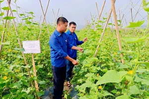 Mô hình trồng rau, củ, quả của đoàn viên Bùi Trường Linh và Nguyễn Văn Công, xã Bình Ca cho thu nhập trên 270 triệu đồng/năm. (Ảnh Khánh Huyền)
