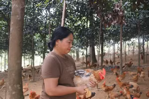 Mô hình kinh tế mới mang lại hiệu quả kinh tế của chị Hứa Thị Tiêu.