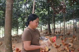 Mô hình kinh tế mới mang lại hiệu quả kinh tế của chị Hứa Thị Tiêu.