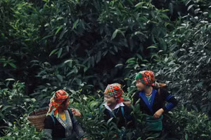 Trà Shan tuyết được xem là 'vàng xanh' của Yên Bái.