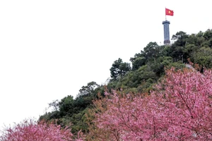 Hoa mai anh đào bung sắc hồng rực rỡ nơi cực Bắc.