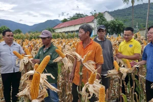 100 hộ dân ở xã Hàm Thạnh, tỉnh Lâm Đồng được hỗ trợ ứng trước giống bắp và phân bón. (Ảnh: QT)