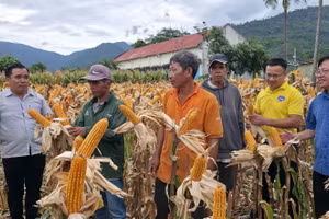 100 hộ dân ở xã Hàm Thạnh, tỉnh Lâm Đồng được hỗ trợ ứng trước giống bắp và phân bón. (Ảnh: QT)