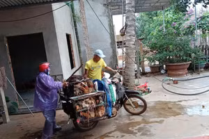 Một cô giáo tiểu học cùng chồng đi buôn bán gà để nuôi con và giữ nghề. (Ảnh: NY)