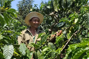 Hướng đến sản xuất cà phê bền vững giúp nhiều hộ nông dân thoát nghèo. (Ảnh: TT)