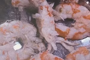 Hình ảnh những con tôm nghi không đạt yêu cầu tại bếp ăn Trường Tiểu học Trưng Vương. (Ảnh: K.T)