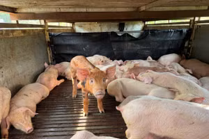 Xe tải chở 97 con lợn nhiễm vi rút dịch tả lợn Châu Phi từ Lâm Đồng qua Đắk Lắk tiêu thụ. (Ảnh: TT)