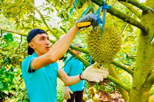 Người dân Krông Pắc thu hoạch sầu riêng năm 2024. (Ảnh: TT)