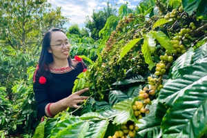 Một tổ viên HTX nông nghiệp Bền vững Cư Suê 2/9 bên vườn cà phê. (Ảnh: TT)
