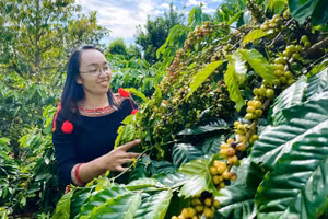 Một tổ viên HTX nông nghiệp Bền vững Cư Suê 2/9 bên vườn cà phê. (Ảnh: TT)