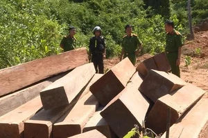 Cơ quan chức năng phát hiện hàng chục m3 gỗ thuộc lâm phần Công ty Lâm nghiệp Ea Kar quản lý bị lâm tặc chặt phá. (Ảnh tư liệu)