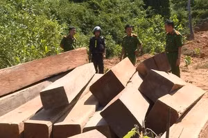 Cơ quan chức năng phát hiện hàng chục m3 gỗ thuộc lâm phần Công ty Lâm nghiệp Ea Kar quản lý bị lâm tặc chặt phá. (Ảnh tư liệu)