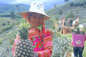 Nông dân xã Cư Đrăm thu hoạch dứa niên vụ 2023-2024. (Ảnh: HTX)