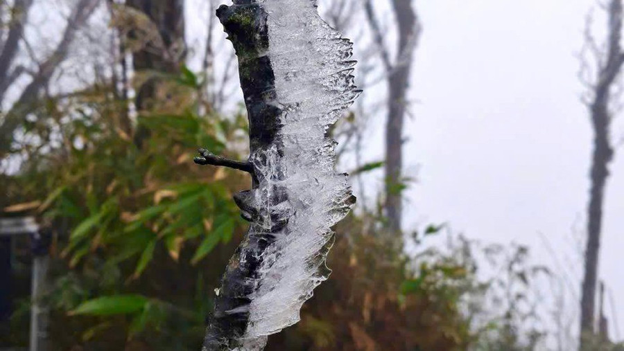 Băng giá bám dày trên thân cây ở đỉnh Phja Oắc.