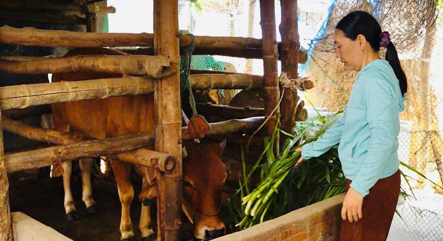 Gia đình bà Phạm Thị Nga thoát nghèo từ một con bò cái được trao cách đây hơn 3 năm. Ảnh: N.Toàn anh-1-1.jpg