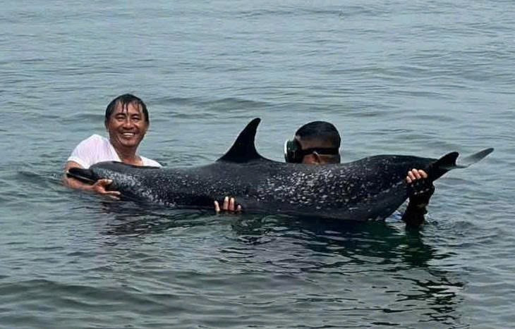 Ngư dân và Bộ đội Biên phòng đưa cá heo ra vùng nước sâu. (Ảnh: BĐBP Đà Nẵng). ed93c1655549e117b858.jpg