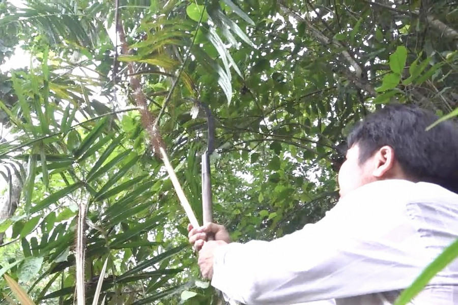 Nguồn thu từ trồng mây dưới tán rừng giúp người dân ở xã Đặng Thuỳ Trâm (tỉnh Quảng Ngãi) giảm nghèo bền vững, tăng thu nhập. Ảnh: Công Xuân anh-1.jpg