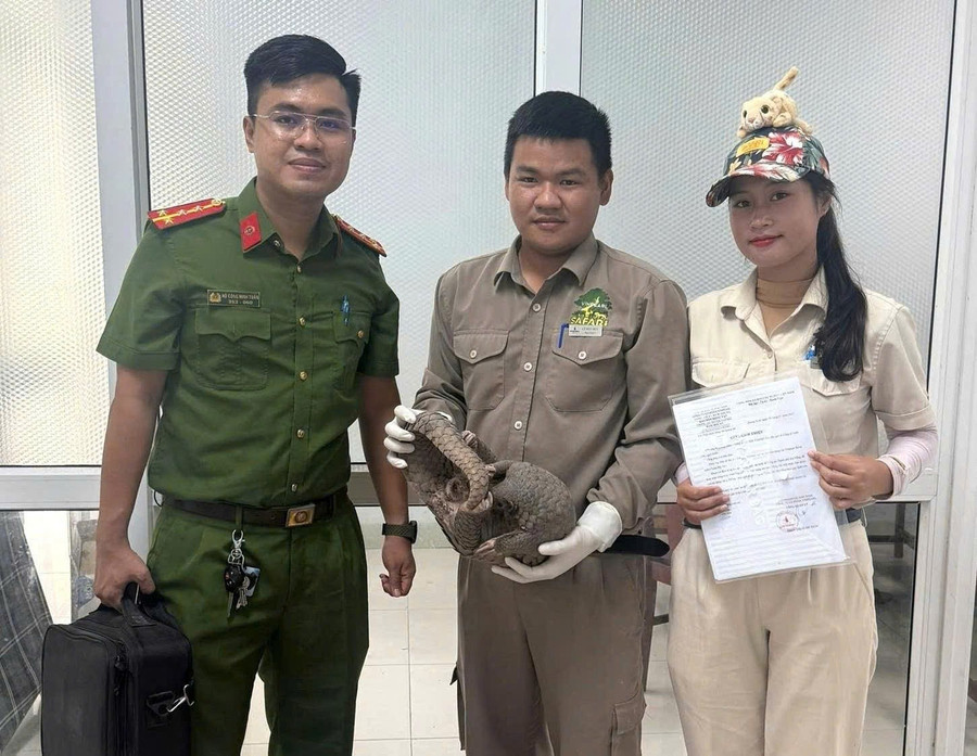 Cá thể tê tê được bàn giao cho cơ sở bảo tồn đa dạng sinh học Vinpearl River Safari Nam Hội An để cứu hộ. img-20250722-181842.jpg