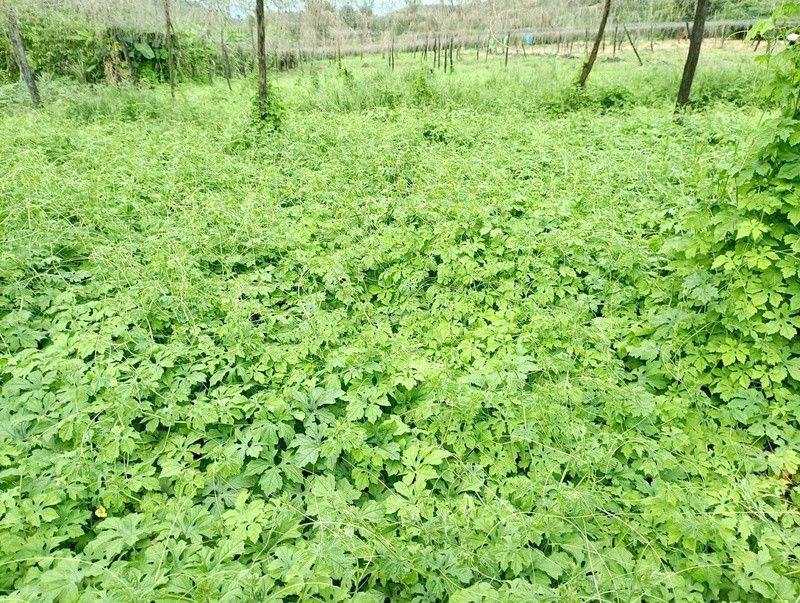 Xã Xốp có nhiều tiềm năng phát triển vùng chuyên canh cây dược liệu. Ảnh: Q.Phú 4b0a10aefbba73e42aab-16255760.jpg