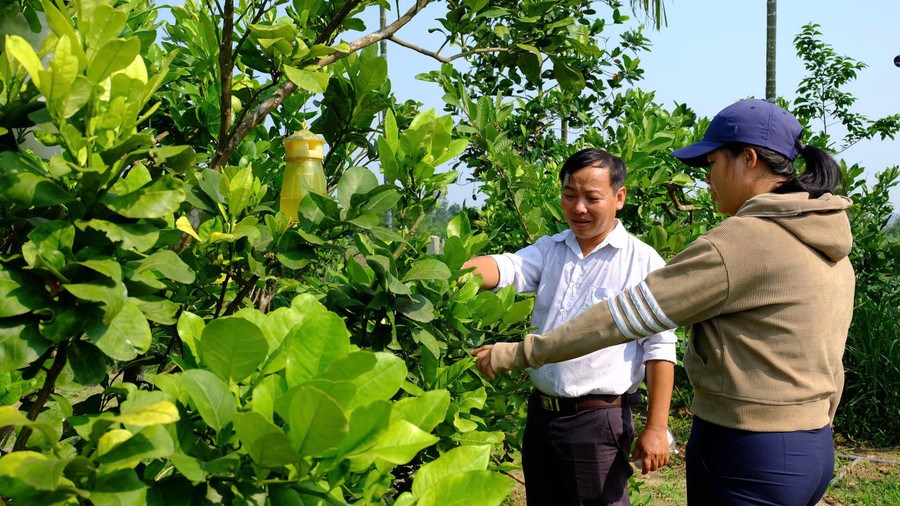 Người dân trồng các loại cây đặc sản có lợi thế như măng cụt, sầu riêng, bưởi da xanh. z6855111805276-6ec9e034bd2d86338822fe378f600ca1.jpg