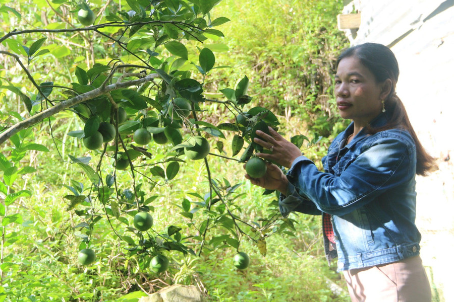 Vườn cây ăn quả của chị Bnướch Thị Blắc (thôn R’cung, xã Bhalêê, huyện Tây Giang, tỉnh Quảng Nam).