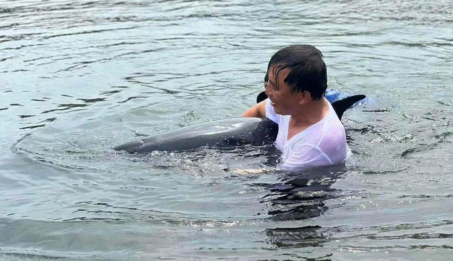 Cá heo bị mắc cạn được Bộ đội Biên phòng và ngư dân cứu thành công. (Ảnh: BĐBP Đà Nẵng).