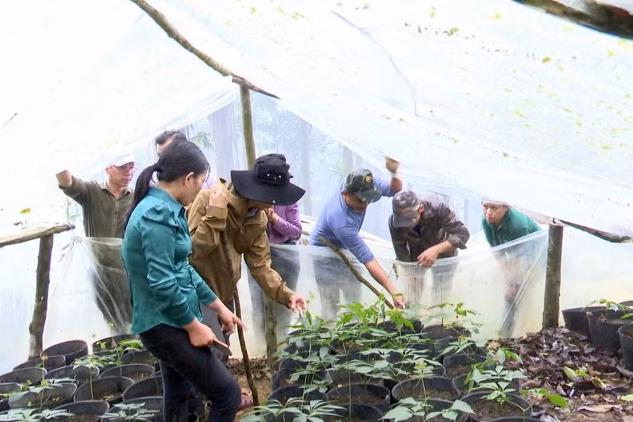 Người dân xã Xốp dần mở rộng diện tích trồng cây dược liệu. Ảnh: UBND xã Xốp