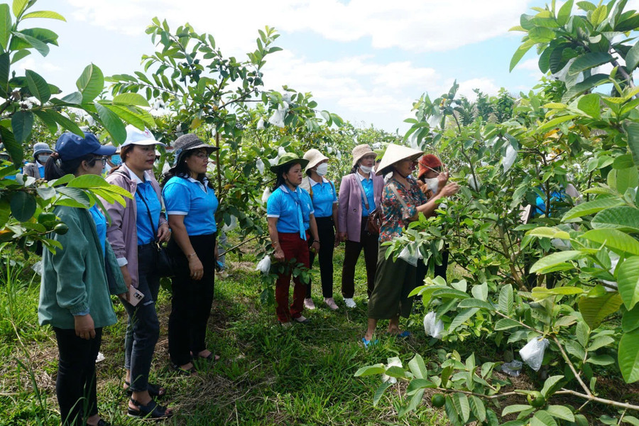 Mô hình trồng cây ăn quả mang lại thu nhập cho người dân xã Dục Nông (Quảng Ngãi). Ảnh: Q.Phú anh-1.jpg