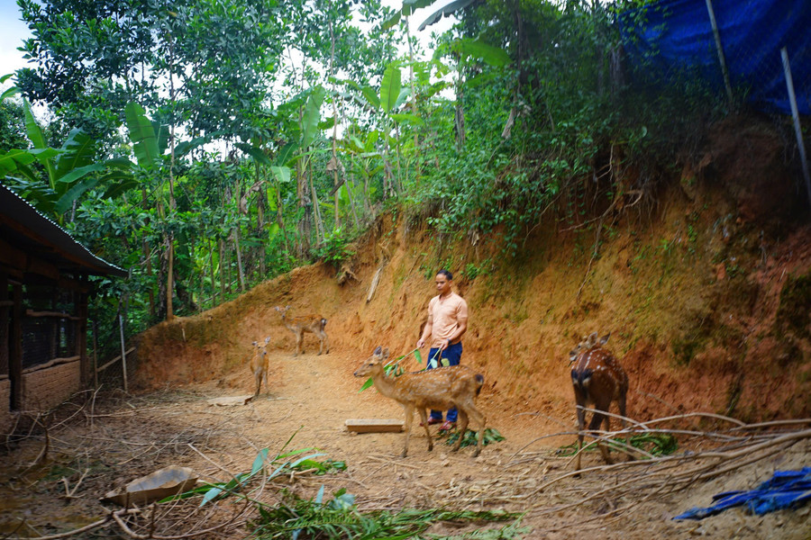 Anh BNướch Ngang nuôi hươu sao. ba96ef826b2be175b83a.jpg