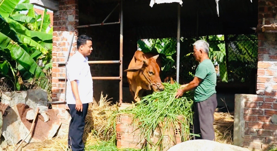 Từ 255 con bò hỗ trợ ban đầu, số bò của dự án trong toàn dân hiện đã lên đến hơn 2.000 con. Ảnh: N.Toàn anh-3-1.jpg