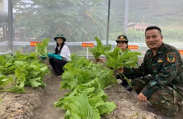 Trồng thực nghiệm cải bẹ xanh và mồng tơi trên nền cát san hô được cải tạo thành đất canh tác.
