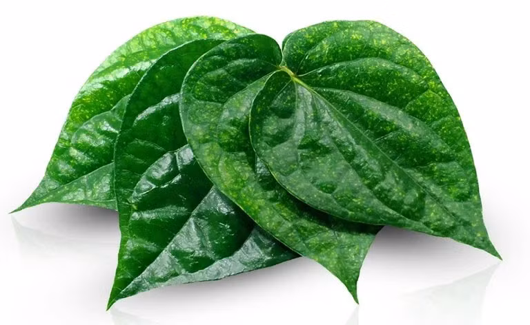Lá trầu không giàu hoạt chất kháng khuẩn được ứng dụng rộng rãi trong chăm sóc, hỗ trợ điều trị các bệnh về da.